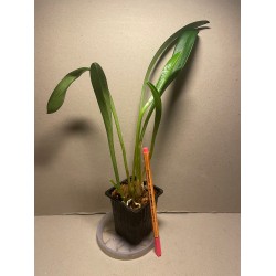 Masdevallia veitchiana