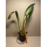 Masdevallia veitchiana