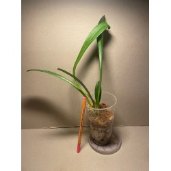 Masdevallia veitchiana