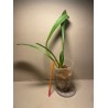 Masdevallia veitchiana