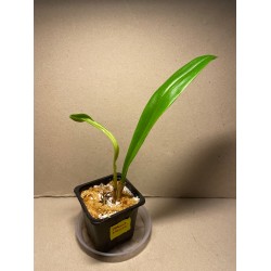 Dracula wallisii