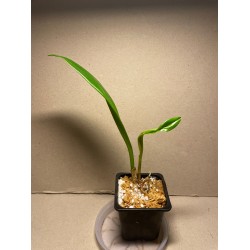Dracula wallisii