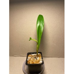 Dracula wallisii