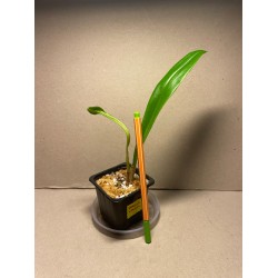 Dracula wallisii
