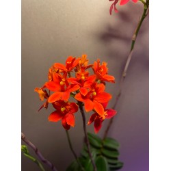 Epidendrum ibaguense (punane)