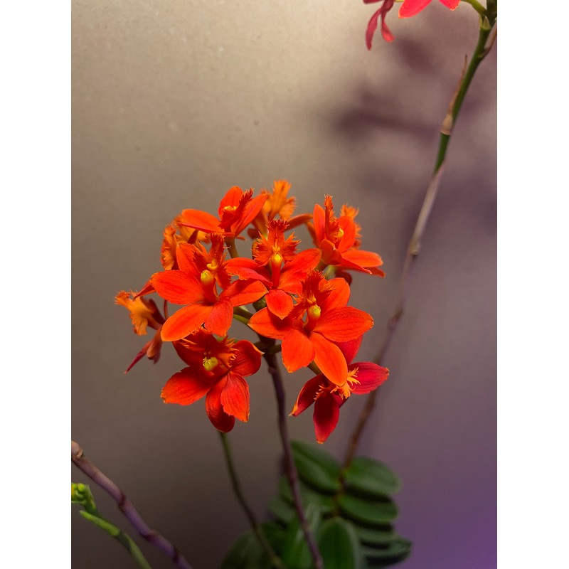 Epidendrum ibaguense (punane)