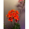 Epidendrum ibaguense (punane)