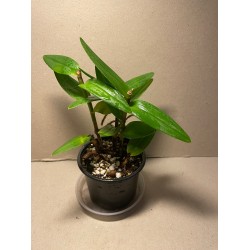 Epidendrum ibaguense (punane)