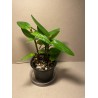 Epidendrum ibaguense (punane)
