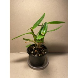 Epidendrum ibaguense (punane)