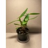 Epidendrum ibaguense (punane)