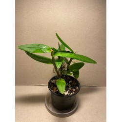 Epidendrum ibaguense (punane)