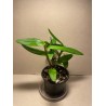 Epidendrum ibaguense (punane)