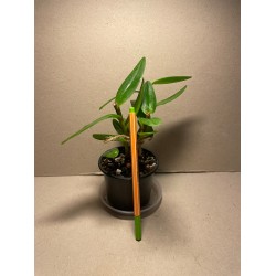 Epidendrum ibaguense (punane)