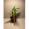 Epidendrum ibaguense (punane)