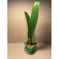 Bulbophyllum longiflorum var. eberhardtii
