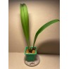 Bulbophyllum longiflorum var. eberhardtii