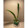 Bulbophyllum longiflorum var. eberhardtii
