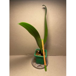 Bulbophyllum longiflorum var. eberhardtii