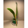 Bulbophyllum longiflorum var. eberhardtii