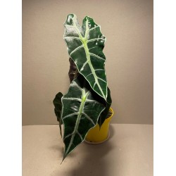 Taimepood. Alocasia amazonica 'Polly'