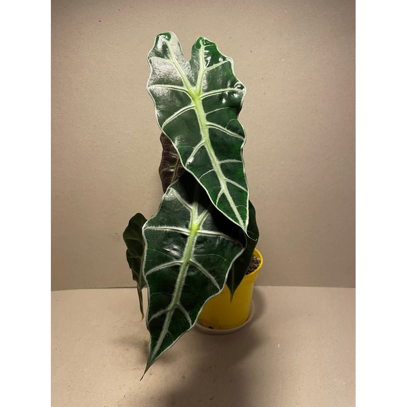 Taimepood. Alocasia amazonica 'Polly'