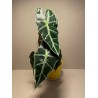 Taimepood. Alocasia amazonica 'Polly'