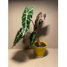 Taimepood. Alocasia amazonica 'Polly'