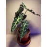 Taimepood. Alocasia amazonica 'Polly'