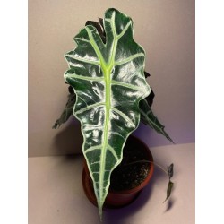 Taimepood. Alocasia amazonica 'Polly'