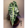 Taimepood. Alocasia amazonica 'Polly'