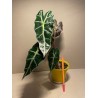 Taimepood. Alocasia amazonica 'Polly'