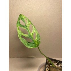 Monstera adansonii 'Indonesian Marble'