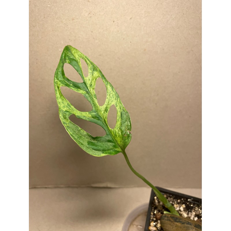 Monstera adansonii 'Indonesian Marble'