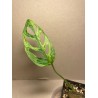 Monstera adansonii 'Indonesian Marble'