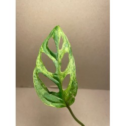 Monstera adansonii 'Indonesian Marble'