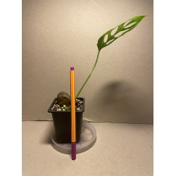 Monstera adansonii 'Indonesian Marble'