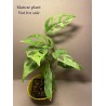 Monstera adansonii 'Indonesian Marble'