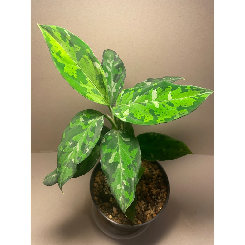 Aglaonema pictum 'Tricolor'