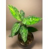 Aglaonema pictum 'Tricolor'