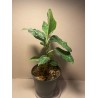 Aglaonema pictum 'Tricolor'