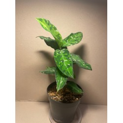 Aglaonema pictum 'Tricolor'