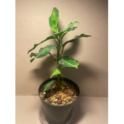 Aglaonema pictum 'Tricolor'