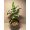 Aglaonema pictum 'Tricolor'