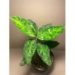 Aglaonema pictum 'Tricolor'