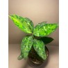 Aglaonema pictum 'Tricolor'