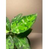 Aglaonema pictum 'Tricolor'