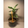 Aglaonema pictum 'Tricolor'
