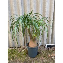 Beaucarnea recurvata, L-size