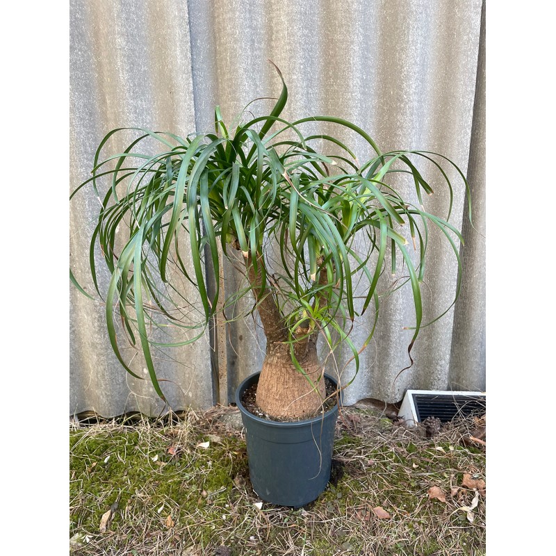 Beaucarnea recurvata, L-size